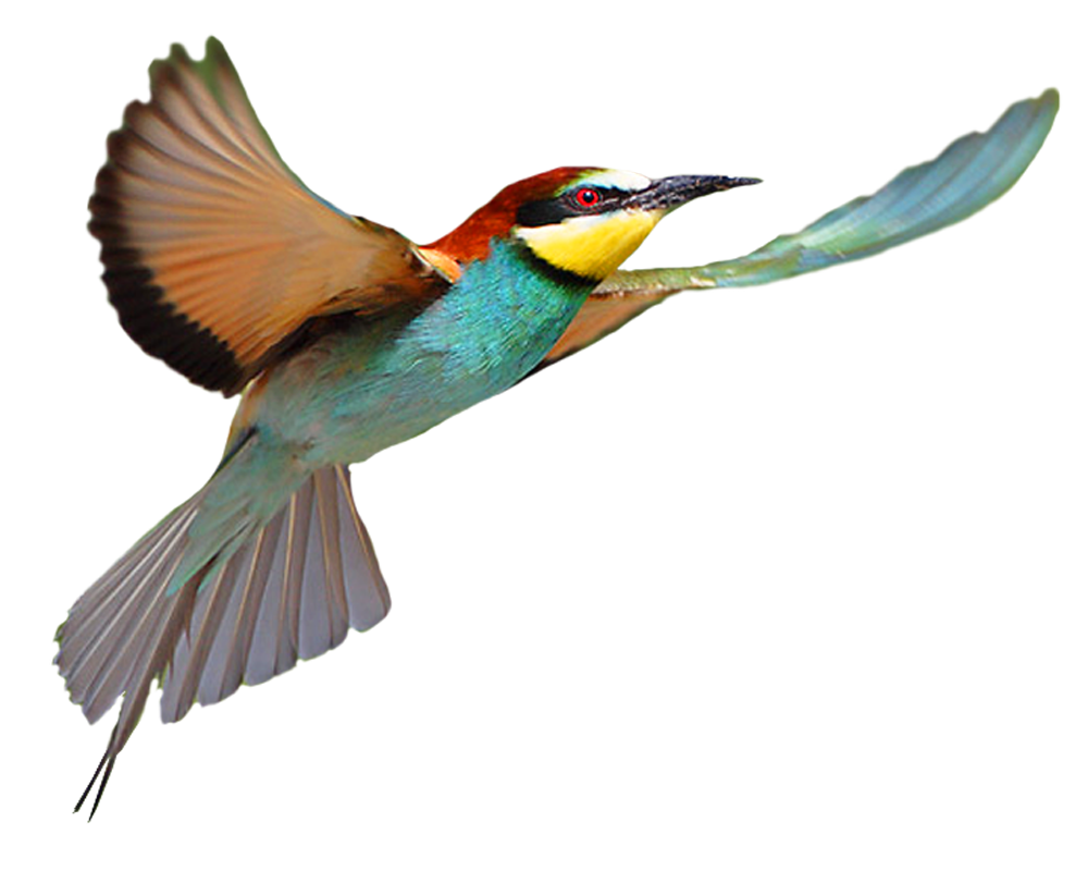 bird